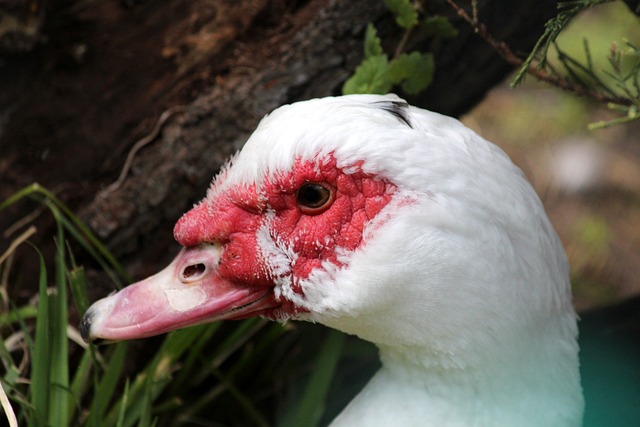 冰雪经济的 冰雪经济的